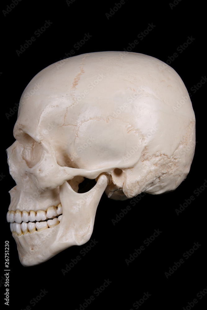 Obraz premium menschlicher Schädel (Modell)