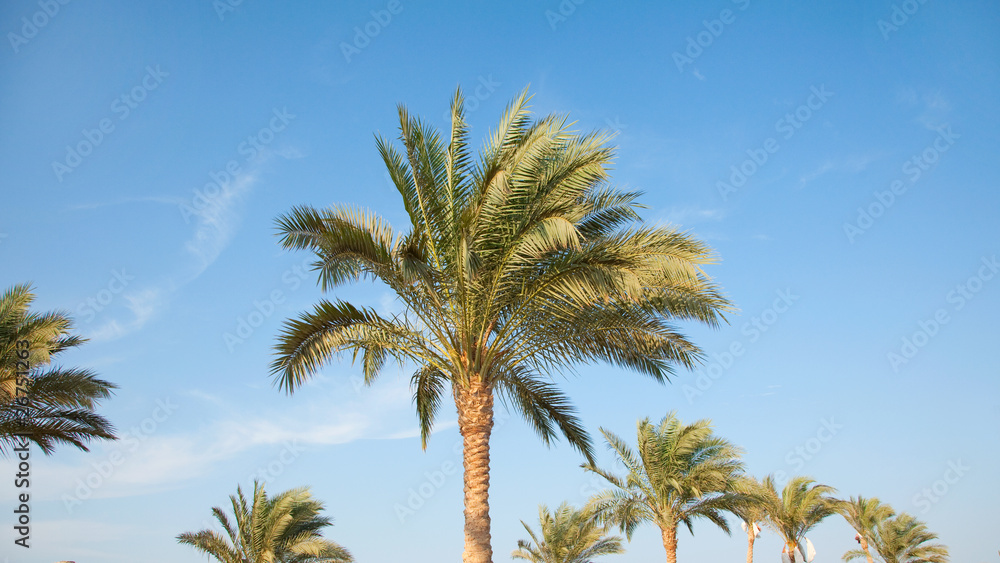 date palms in Egypt