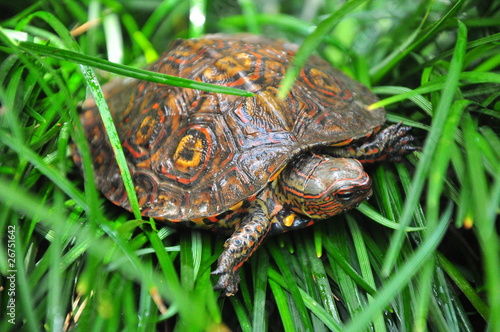 Turtle