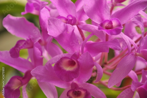 Orchid