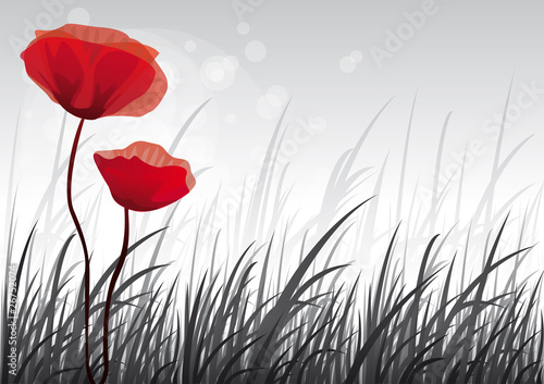 Fototapeta Naklejka Na Ścianę i Meble -  Coquelicots sauvages, vecteur