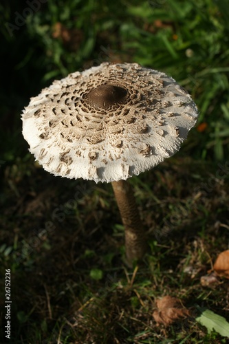 Scène d'automne - Champignon coulemelle (Macrolepiota procera)