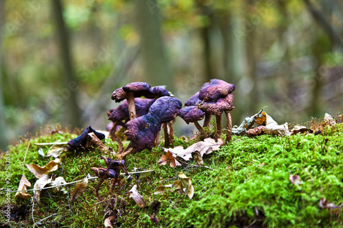 mushroom in old oak forest photo