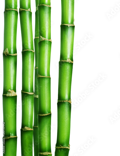Bamboo Border