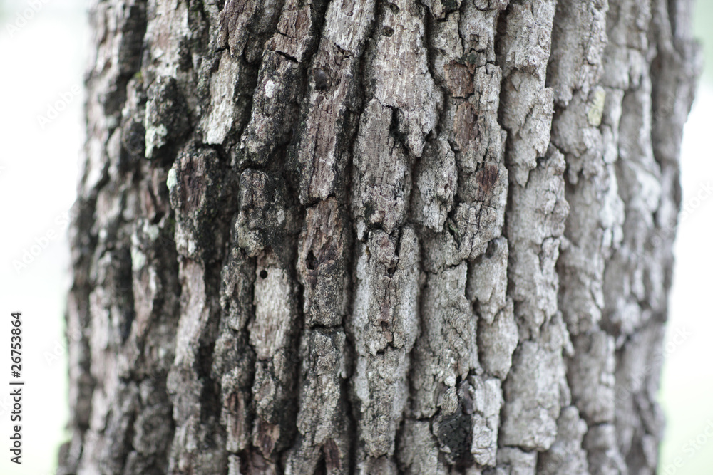 Fototapeta premium Tree bark