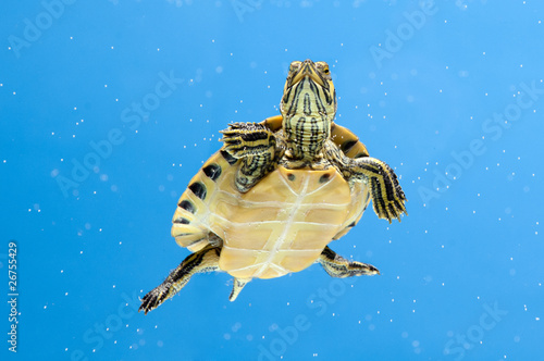 Yellow-Bellied Slider
