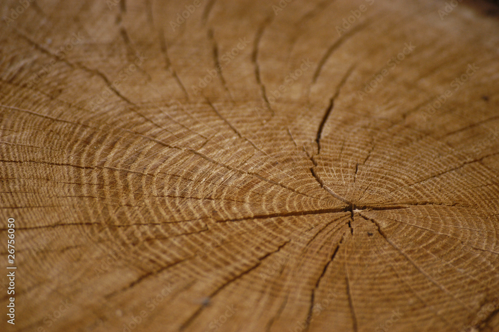 Fototapeta premium Pierścienie roczne