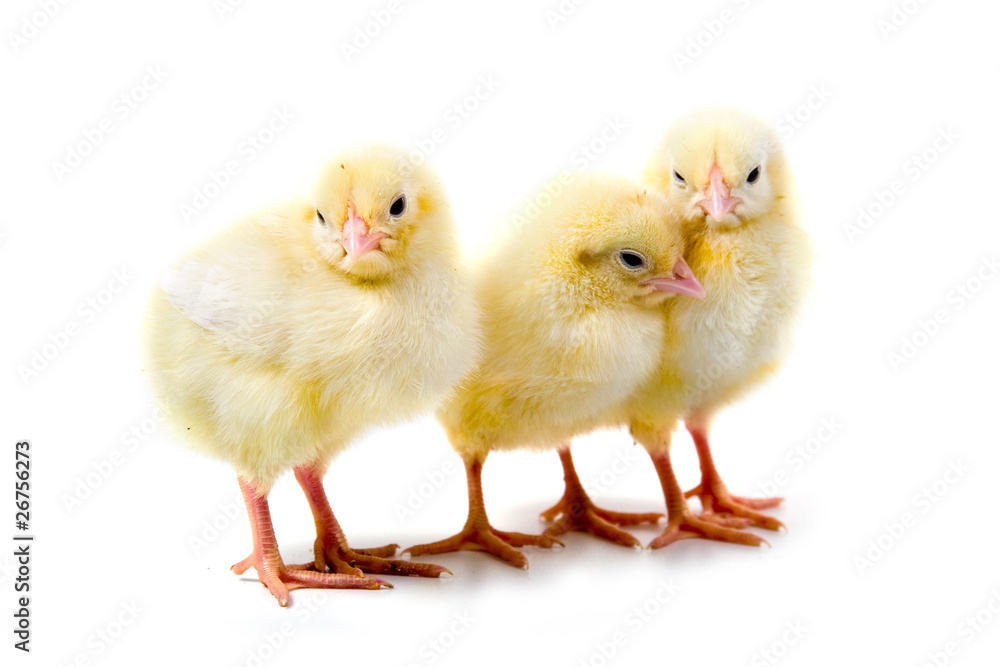 Yellow chickens