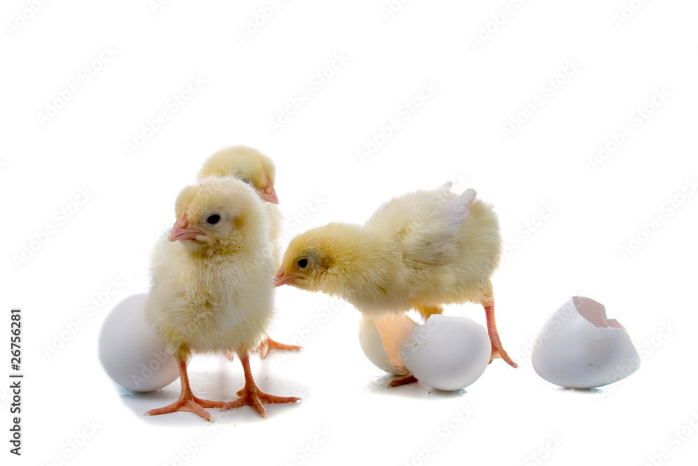 Obraz premium Yellow chickens