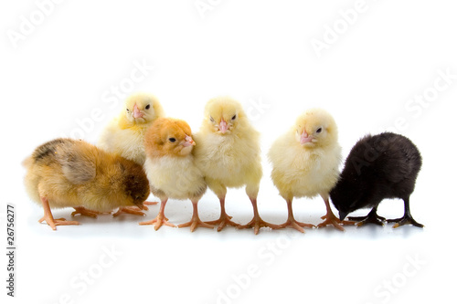 Six chickens