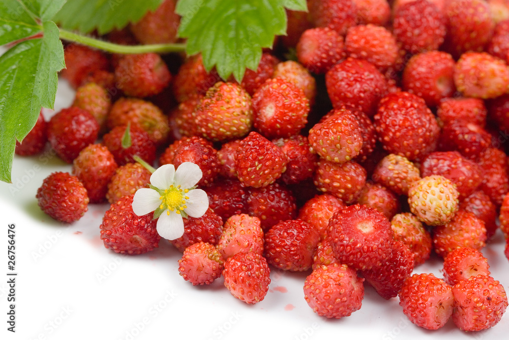 Wild strawberries Wild strawberries
