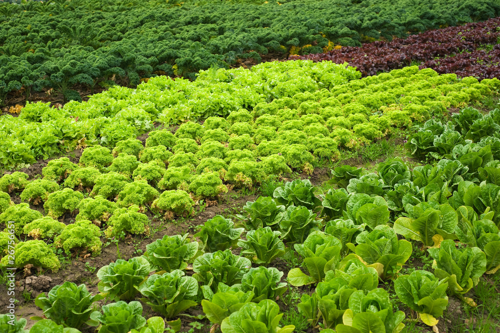 Salad and cabbage field