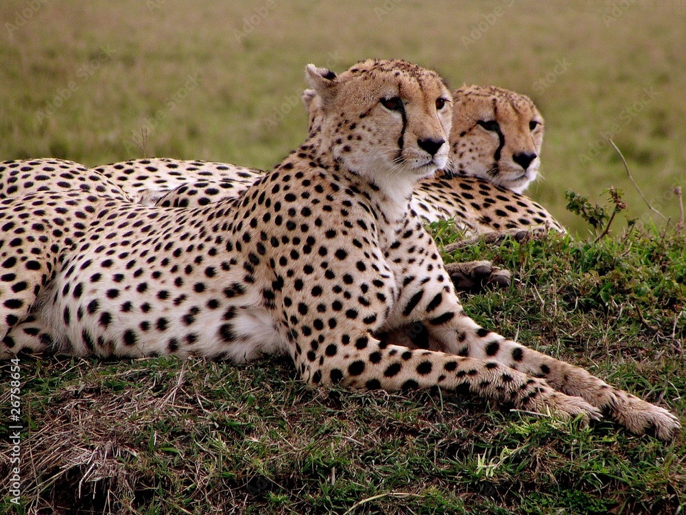 Gepard (im Spiegel?)