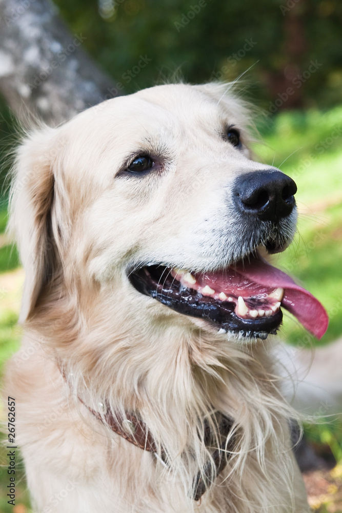 Golden retriever Golden retriever