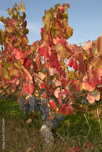 Vendange tardive photo