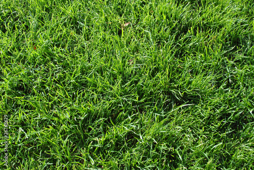 background green grass