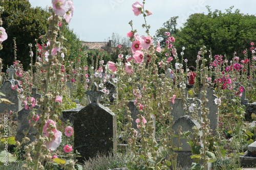 roses trémières au cimetière