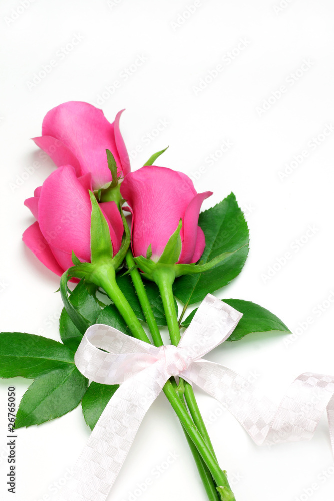 rose rose