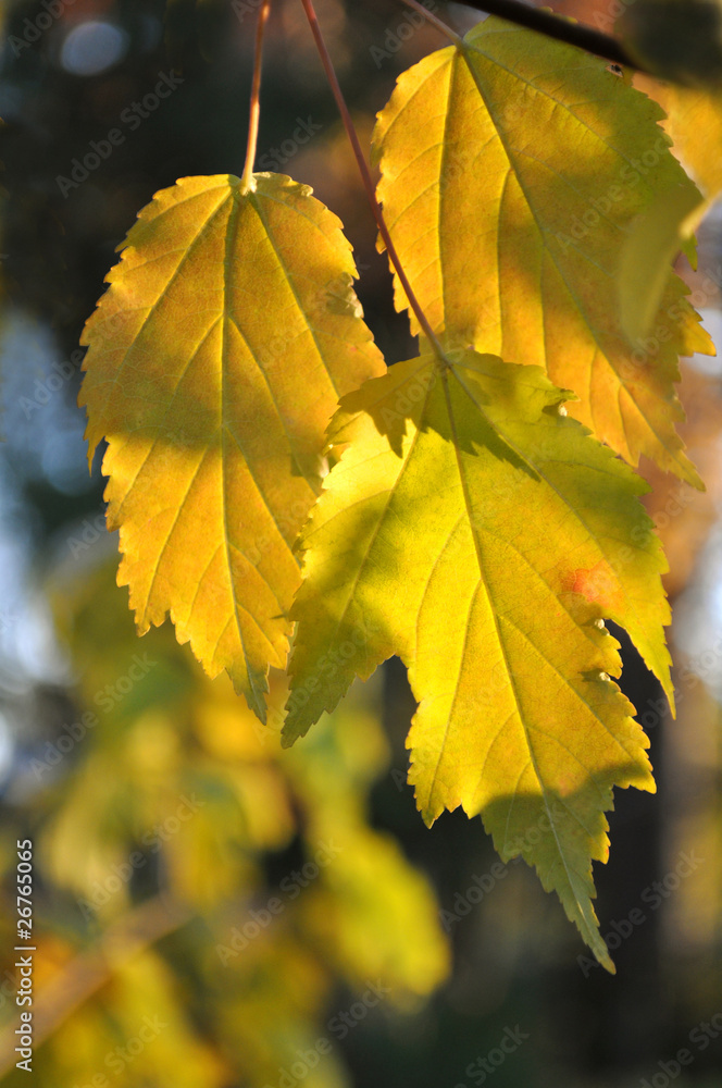Осенние листья