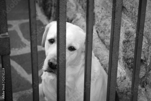 Obraz na plátne Sad and tearful dog behind an iron gate