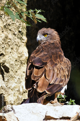 dos de rapace photo