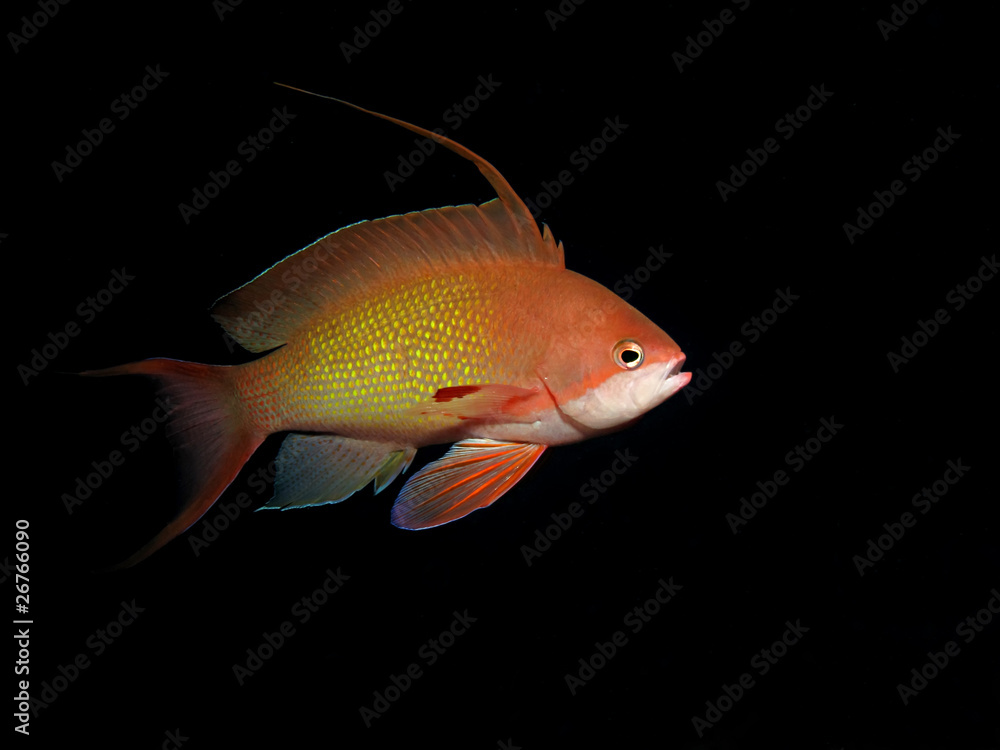 Naklejka premium Lyretail anthias (Pseudanthias squamipinnis)