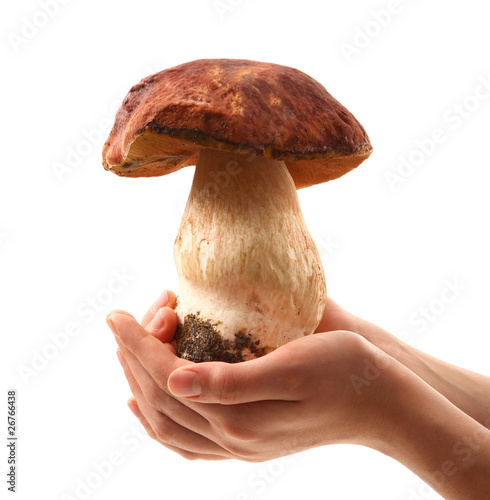 fungo porcino fresco tenuto nelle mani