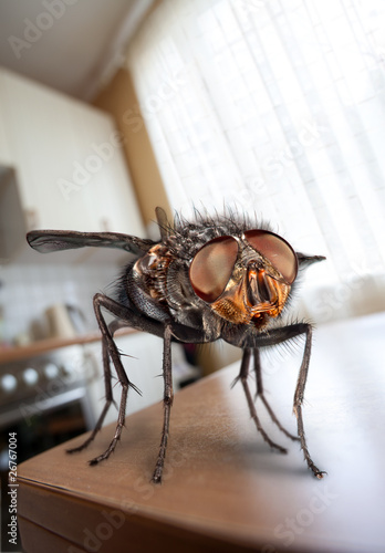 housefly photo