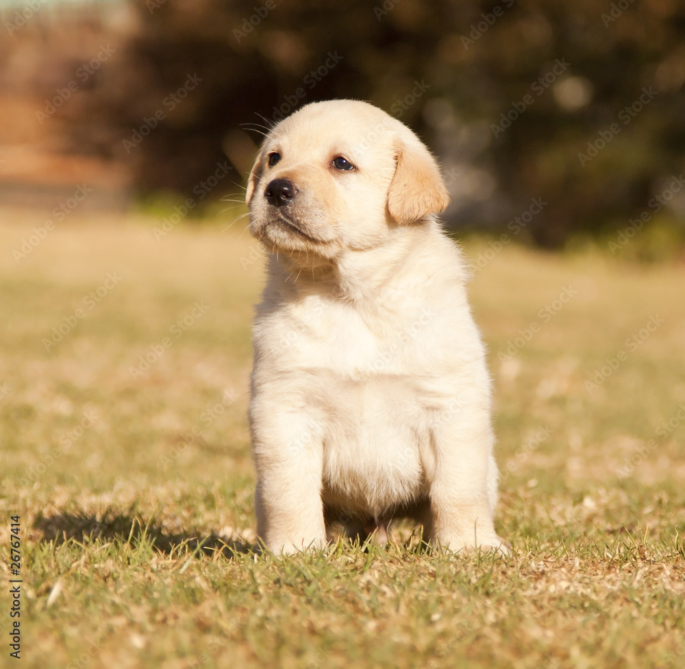 White laborador puppy sits on grass in the sunshine