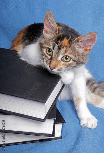Fototapeta Naklejka Na Ścianę i Meble -  Cute kitten with a books