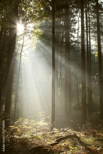 Misty coniferous forest backlit by the rising sun