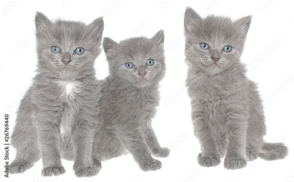 Fototapeta premium kittens.