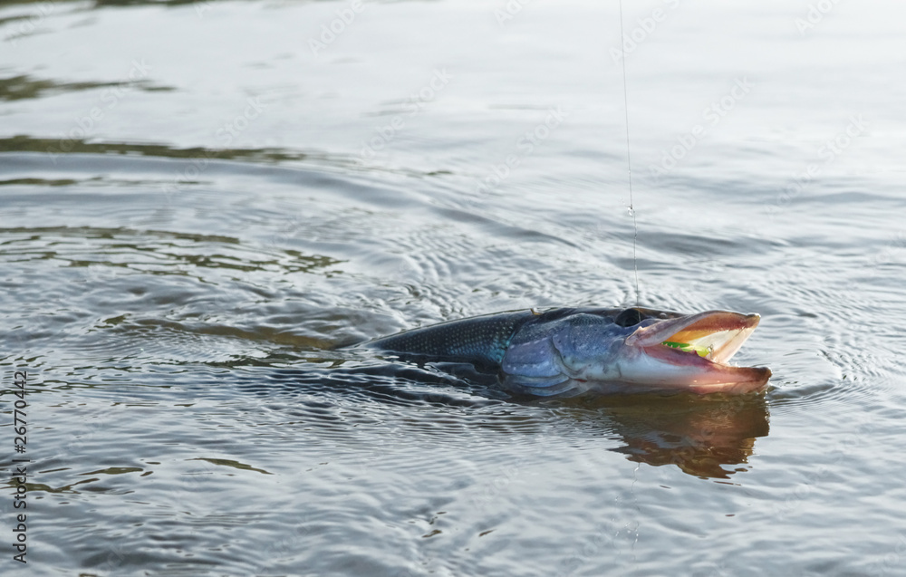 Obraz premium Pike on hook in water