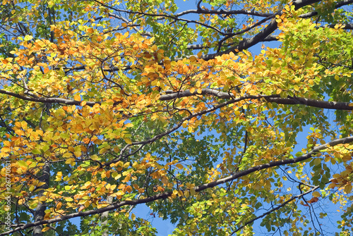 Golden Autumn tree