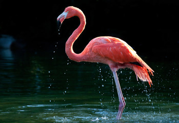 Poster Flamingo Flamingo waadt door helder water  © bertys30