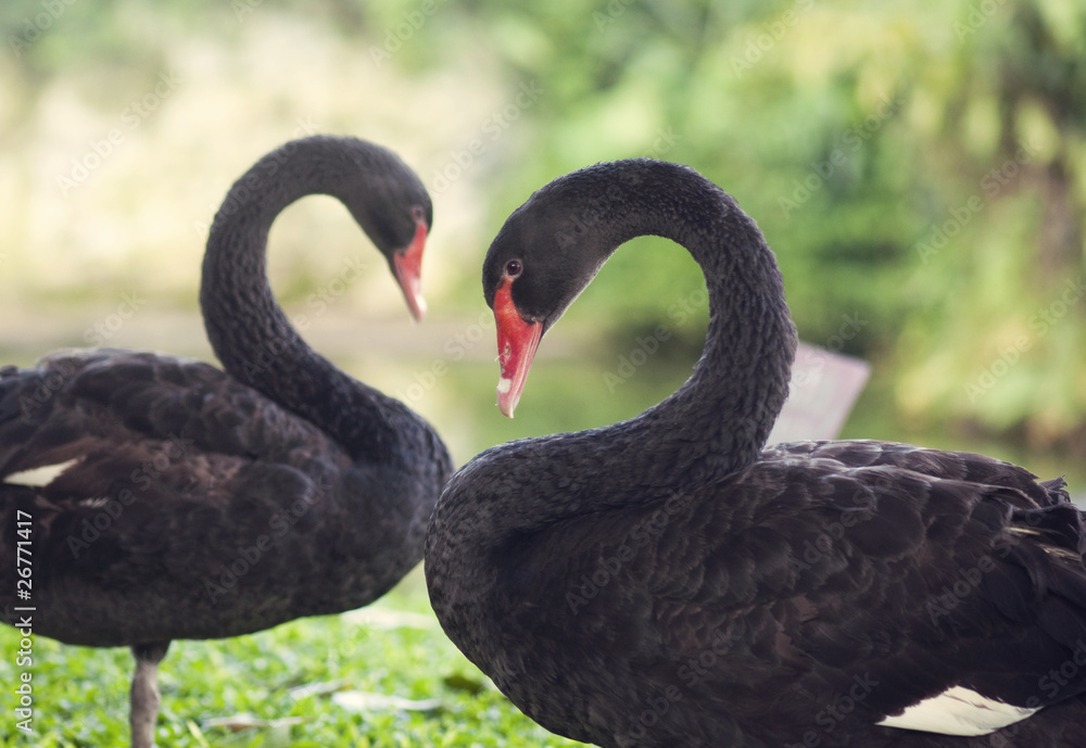 Lovely black swans Lovely black swans