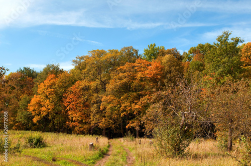 Colourfull autumn forest with a blue sky