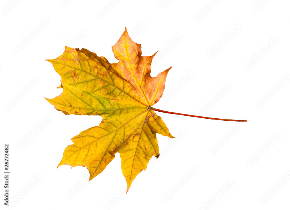 close up of colorful autumn maple leaf isolated