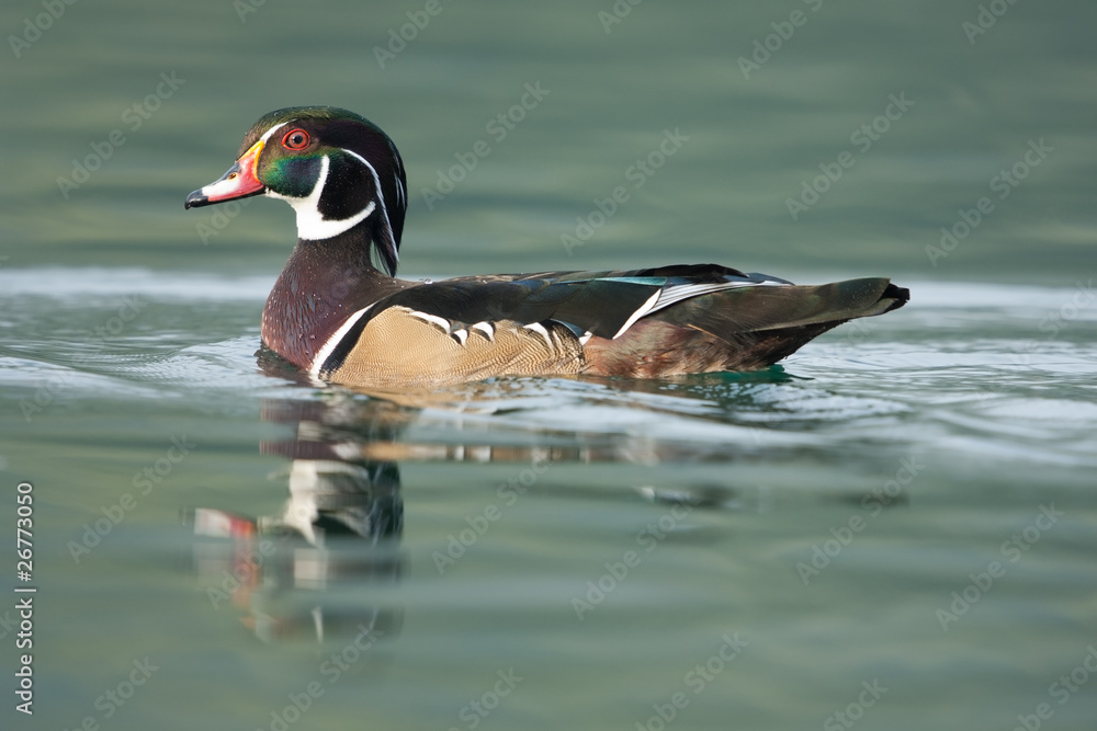 Brautente, Wood duck, Aix sponsa Brautente, Wood duck, Aix sponsa