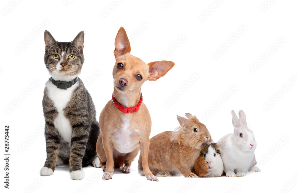 Group of pets