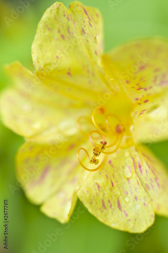 黄色いオシロイバナ