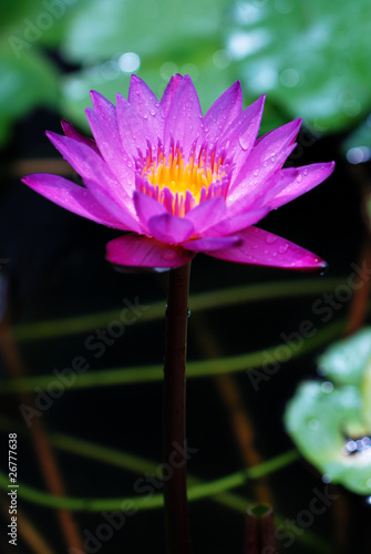 water lily