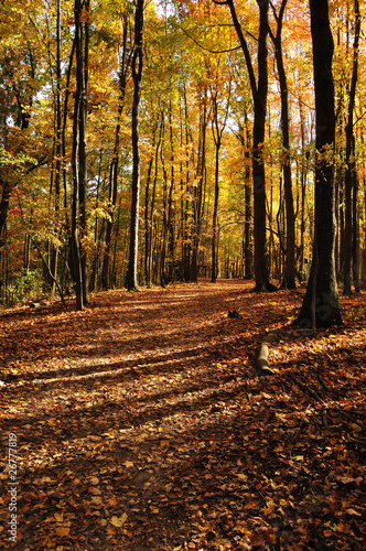 Autumn Pathway