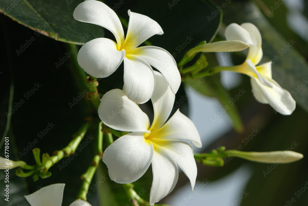 Fototapeta premium Frangipani