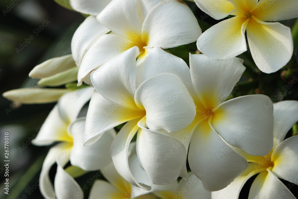 Frangipani