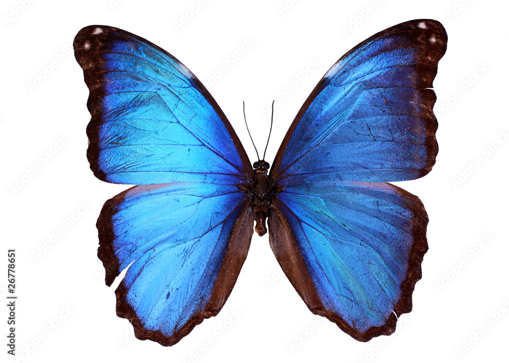Naklejka premium Błękitny motyl Morpho (Morpho godarti)