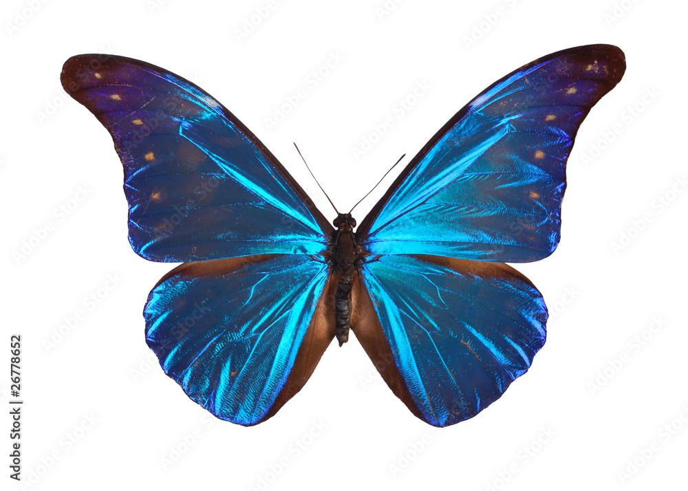 Naklejka premium Blue Morpho butterfly (Morpho retenor) from South America.