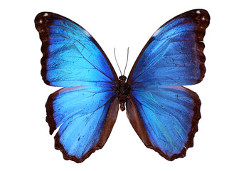 Poster Vlinder Blauwe Morpho vlinder gespreide vleugels  © JPS