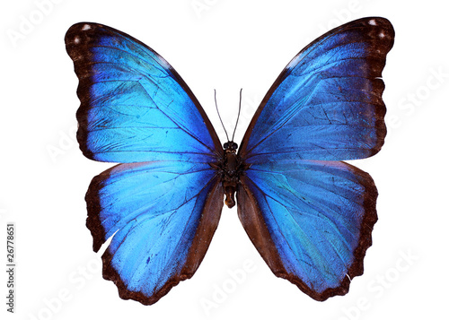 Blue Morpho butterfly (Morpho godarti)