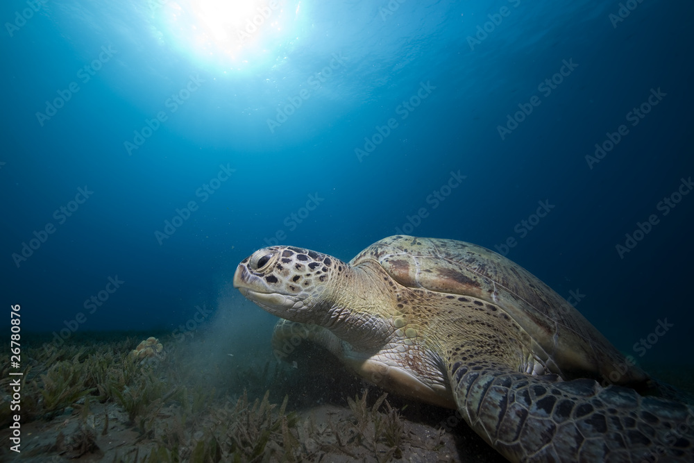 green turtle and ocean
